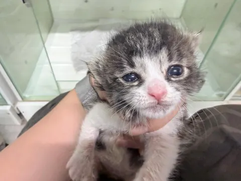 한국 고양이 · 00124, 가족을 기다리는 고양이