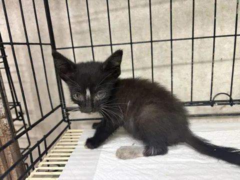 한국 고양이 · 00171, 가족을 기다리는 고양이