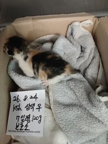 한국 고양이 · 00086, 가족을 기다리는 고양이