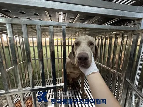 와이마라너 · 00111, 가족을 기다리는 강아지