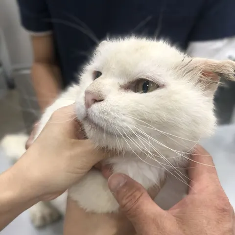 믹스묘 · 00472, 가족을 기다리는 고양이