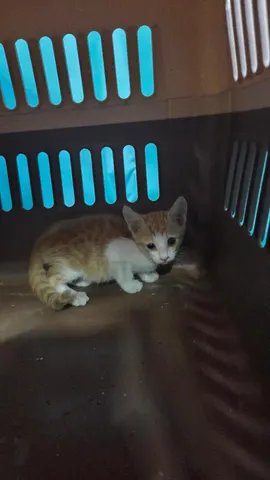 한국 고양이 · 00377, 가족을 기다리는 고양이