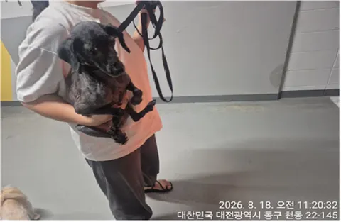 푸들 · 00102, 가족을 기다리는 강아지