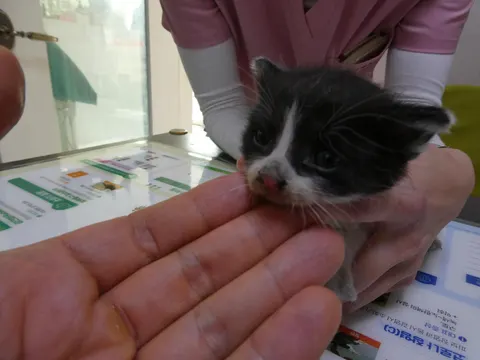한국 고양이 · 00351, 가족을 기다리는 고양이
