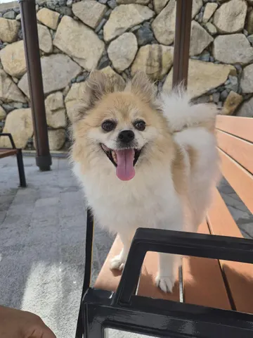 포메라니안 · 00389, 가족을 기다리는 강아지