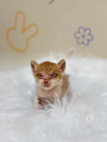 믹스묘 · 00186, 가족을 기다리는 고양이