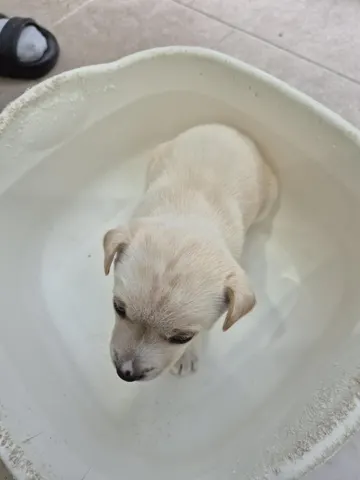 믹스견 · 00241, 가족을 기다리는 강아지