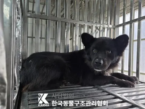 믹스견 · 00116, 가족을 기다리는 강아지