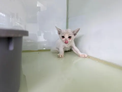한국 고양이 · 00078, 가족을 기다리는 고양이