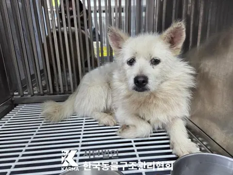 믹스견 · 00672, 가족을 기다리는 강아지