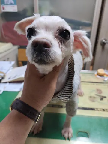 말티즈 · 00455, 가족을 기다리는 강아지