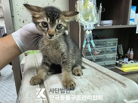 한국 고양이 · 00637, 가족을 기다리는 고양이