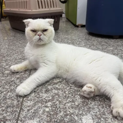 스코티시폴드 · 00261, 가족을 기다리는 고양이