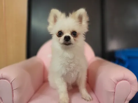포메라니안 · 00629, 가족을 기다리는 강아지