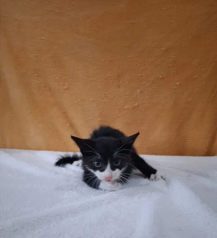 믹스묘 · 00731, 가족을 기다리는 고양이