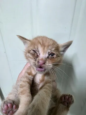 한국 고양이 · 00276, 가족을 기다리는 고양이