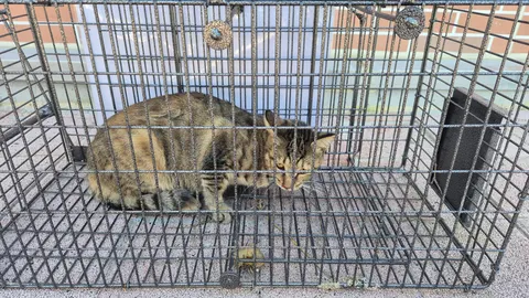 한국 고양이 · 00337, 가족을 기다리는 고양이