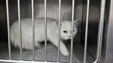 터키시 앙고라 · 00508, 가족을 기다리는 고양이