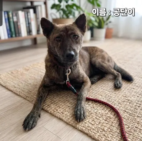 기타 · 00289, 가족을 기다리는 강아지
