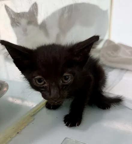한국 고양이 · 00151, 가족을 기다리는 고양이