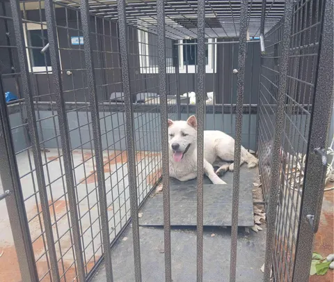 믹스견 · 00045, 가족을 기다리는 강아지