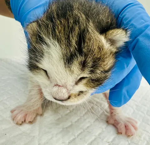 한국 고양이 · 00219, 가족을 기다리는 고양이