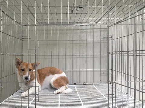 믹스견 · 00383, 가족을 기다리는 강아지