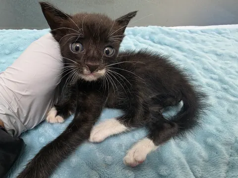 한국 고양이 · 00072, 가족을 기다리는 고양이