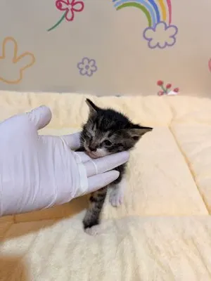 믹스묘 · 00207, 가족을 기다리는 고양이