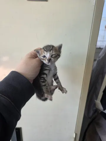 한국 고양이 · 00145, 가족을 기다리는 고양이