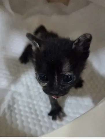 한국 고양이 · 00420, 가족을 기다리는 고양이