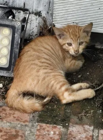 한국 고양이 · 00215, 가족을 기다리는 고양이
