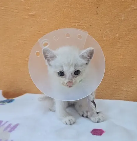 믹스묘 · 00729, 가족을 기다리는 고양이