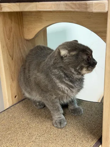 믹스묘 · 00283, 가족을 기다리는 고양이