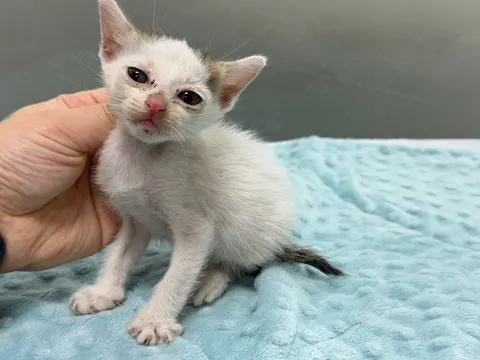 한국 고양이 · 00066, 가족을 기다리는 고양이