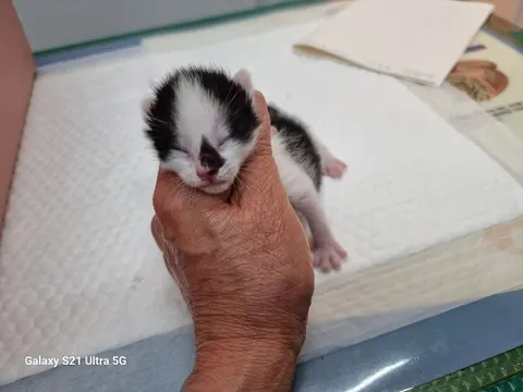 한국 고양이 · 00134, 가족을 기다리는 고양이