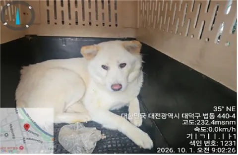진도견 · 00123, 가족을 기다리는 강아지