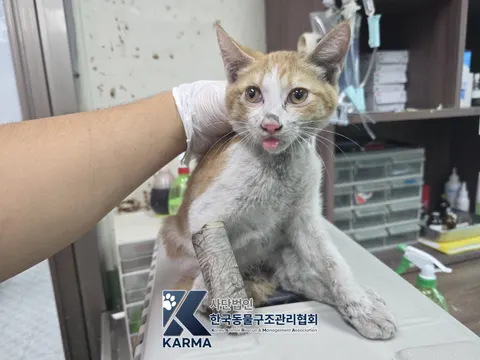 한국 고양이 · 00162, 가족을 기다리는 고양이