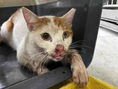 믹스묘 · 00233, 가족을 기다리는 고양이