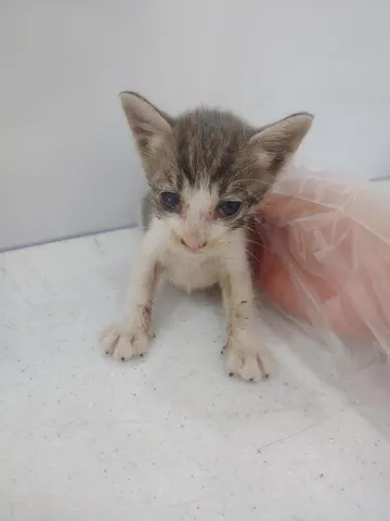 한국 고양이 · 00431, 가족을 기다리는 고양이