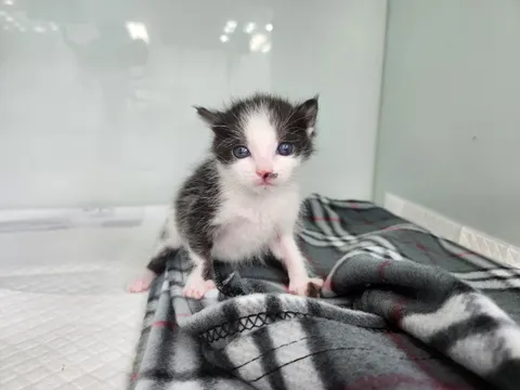 한국 고양이 · 00598, 가족을 기다리는 고양이