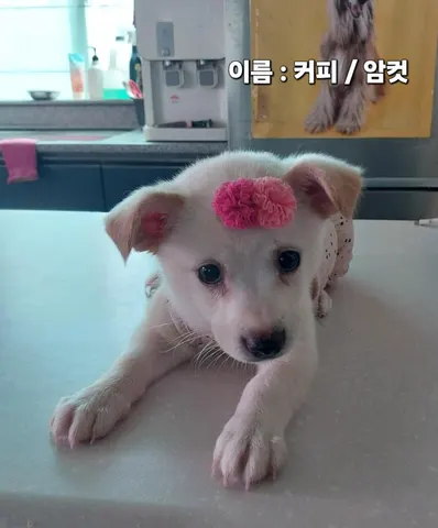 기타 · 00286, 가족을 기다리는 강아지