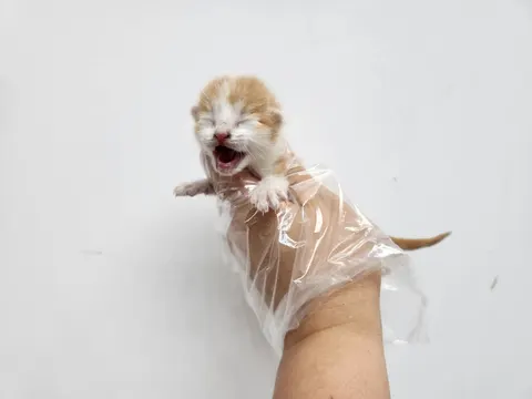 한국 고양이 · 00544, 가족을 기다리는 고양이