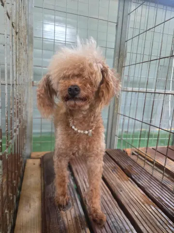 푸들 · 00359, 가족을 기다리는 강아지