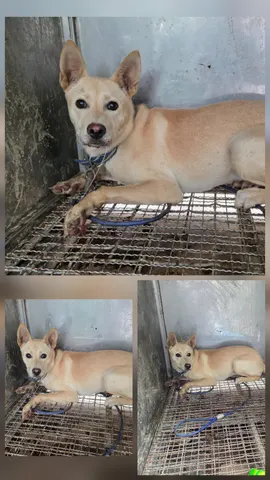 믹스견 · 00296, 가족을 기다리는 강아지