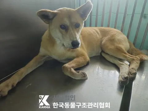 믹스견 · 00593, 가족을 기다리는 강아지