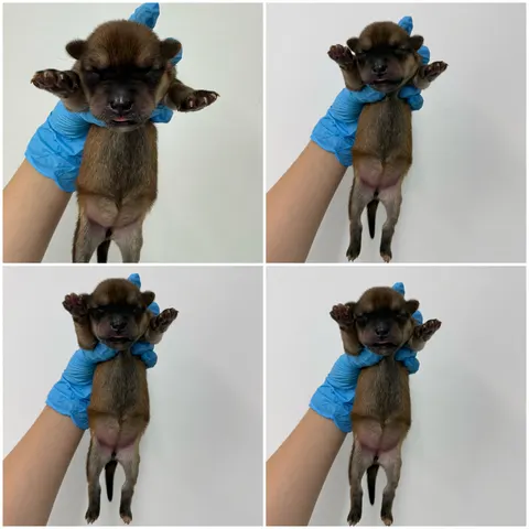 믹스견 · 00439, 가족을 기다리는 강아지