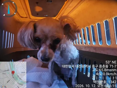 말티즈 · 00155, 가족을 기다리는 강아지