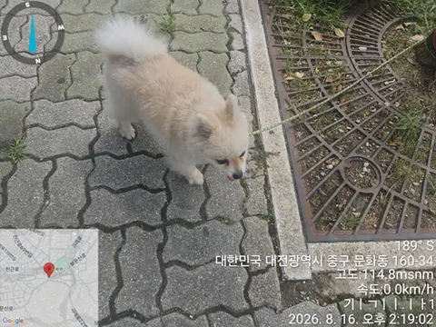 포메라니안 · 00130, 가족을 기다리는 강아지