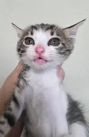 한국 고양이 · 00155, 가족을 기다리는 고양이